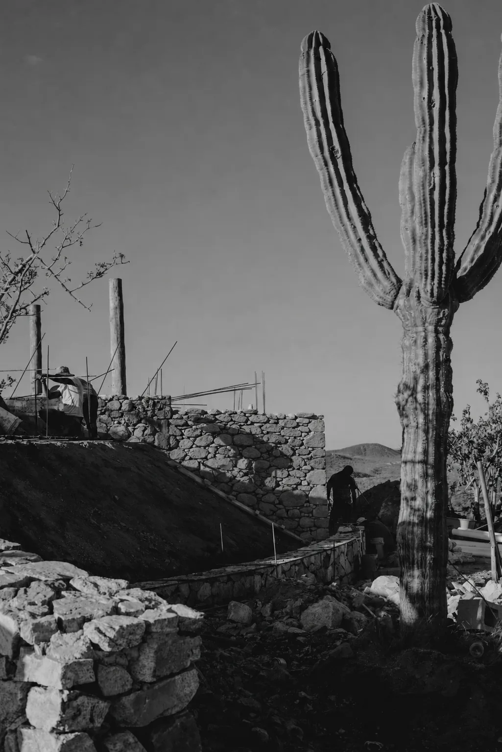 Cardón cactus standing beside a granite stone wall built by hand on the estate